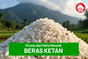 Proses dan Fakta Menarik Beras Ketan
