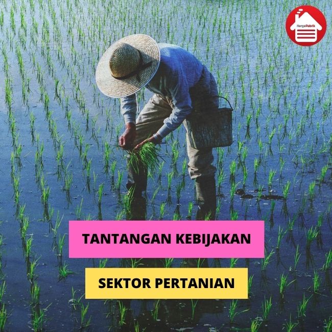 Pertanian Hortikultura Tantangan Dan Solusi Di Sektor Pertanian